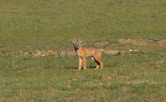 Vulpes corsac