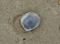 Acrosterigma cygnorum