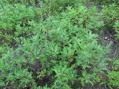 Artemisia freyniana