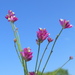 Senega trichosperma - Photo (c) Lucas C. Marinho, osa oikeuksista pidätetään (CC BY-NC), lähettänyt Lucas C. Marinho