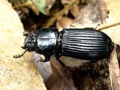 Aulacocyclus