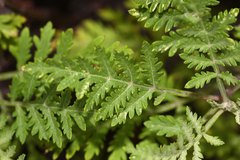 Artemisia freyniana