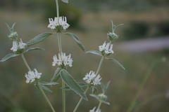 Marrubium peregrinum
