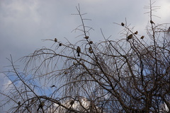 Hypsipetes amaurotis