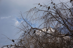 Hypsipetes amaurotis