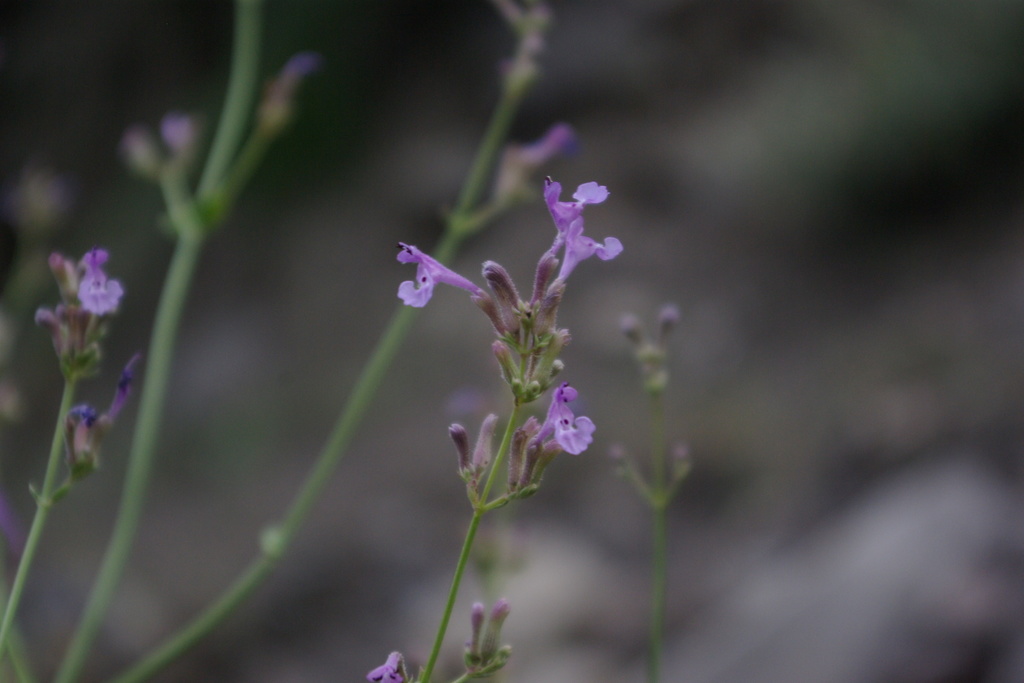 Nepeta teucriifolia