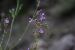 Nepeta teucriifolia daghestanica