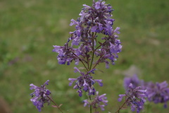 Nepeta grandiflora