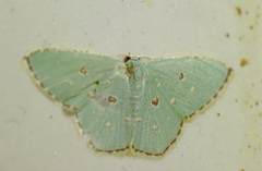 Comostola meritaria