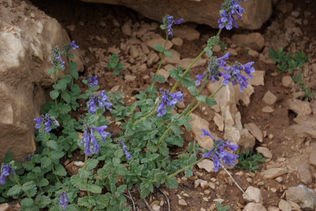 Nepeta supina