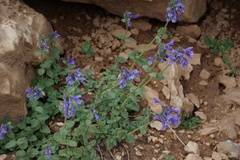 Nepeta supina