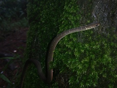 Gongylosoma baliodeira