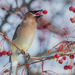 Waxwings - Photo (c) Kyle Tansley, some rights reserved (CC BY-NC), uploaded by Kyle Tansley