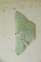 Comostola meritaria