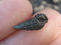 Batillaria australis