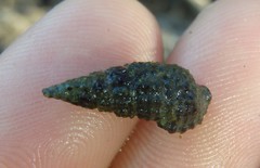 Batillaria australis