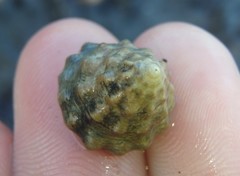 Bembicium auratum