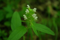 Prunella laciniata