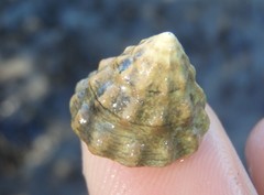 Bembicium auratum