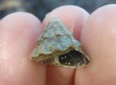 Bembicium auratum