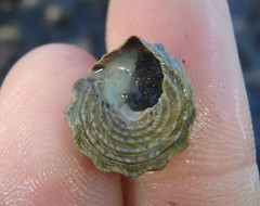 Bembicium auratum