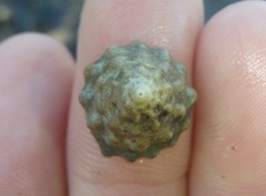 Bembicium auratum