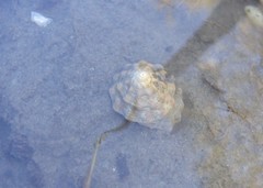 Bembicium auratum