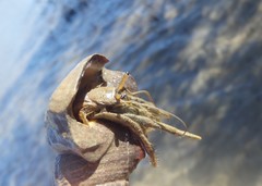 Clibanarius longitarsus