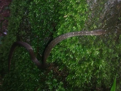 Gongylosoma baliodeira