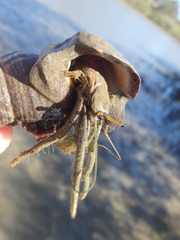 Clibanarius longitarsus