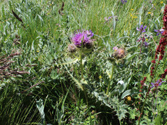 Cirsium pugnax