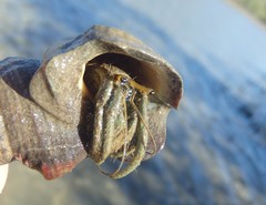 Clibanarius longitarsus