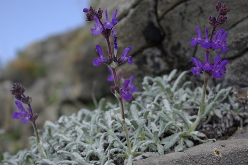 Salvia canescens C.A.Mey.