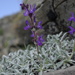 Salvia canescens - Photo (c) ramazan_murtazaliev, algunos derechos reservados (CC BY-NC), subido por ramazan_murtazaliev