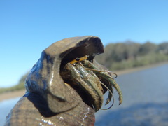 Clibanarius longitarsus