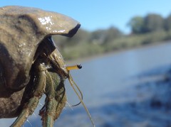 Clibanarius longitarsus