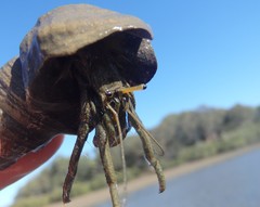Clibanarius longitarsus