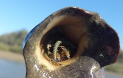 Clibanarius longitarsus