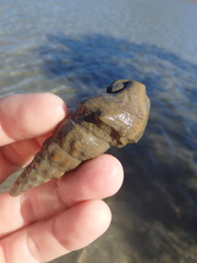 Clibanarius longitarsus