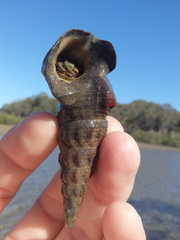 Clibanarius longitarsus