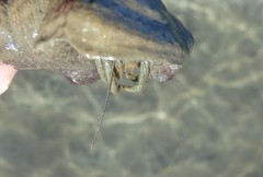 Clibanarius longitarsus