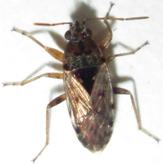 Graphoraglius