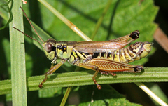 Melanoplus borealis