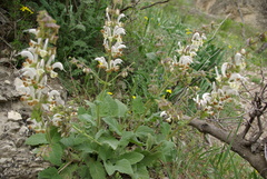 Salvia verbascifolia
