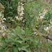 Salvia verbascifolia - Photo (c) ramazan_murtazaliev, algunos derechos reservados (CC BY-NC), uploaded by ramazan_murtazaliev