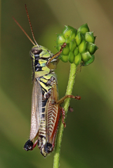 Melanoplus borealis