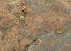 Bembicium