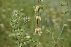 Salvia viridis