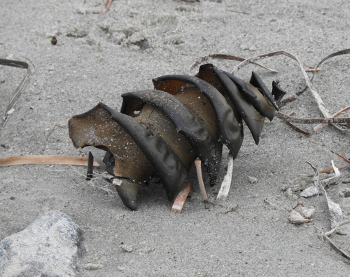 Port Jackson Shark, photo 7 of 10
