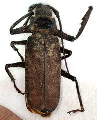 Macrotoma natala